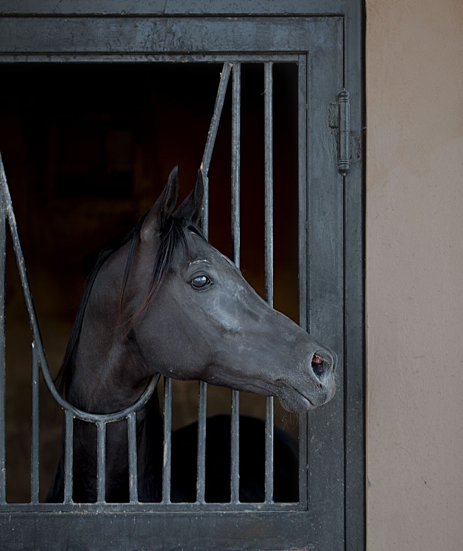 تصوير الخيل في بر المطار