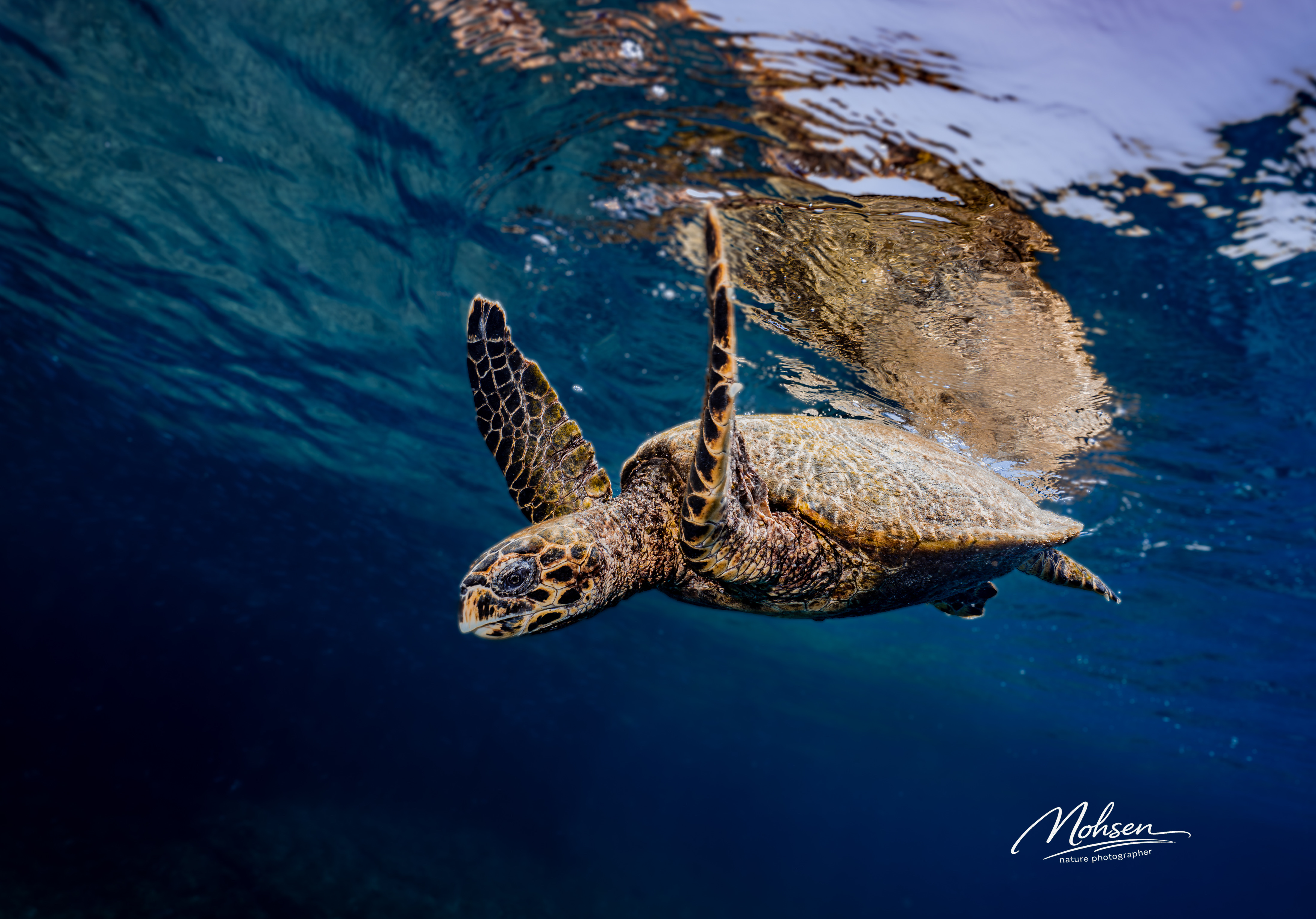 A Breath of Life – The Sea Turtle’s Journey 🐢🌊