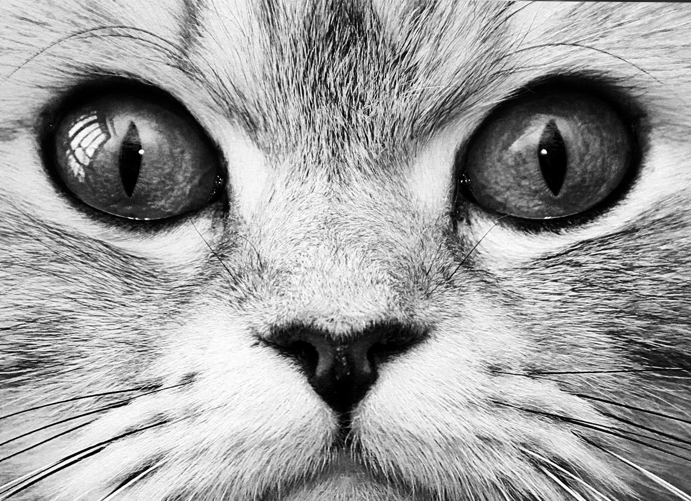 مسابقة تصوير بنمط  الابيض والاسود